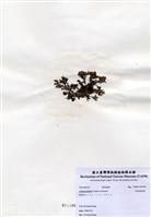 藏品(有柄褐扇藻)的圖片
